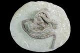 Crinoid (Agaricocrinus) Fossil - Crawfordsville, Indiana #99934-1